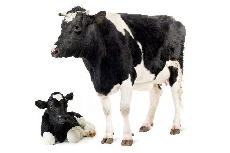 cow